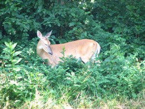 IMG_1708.JPG