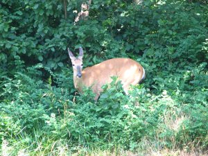 IMG_1709.JPG