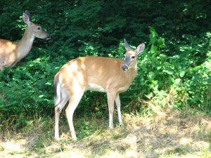 IMG_1710.JPG