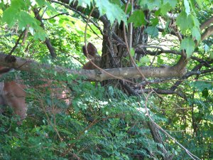 IMG_1715.JPG