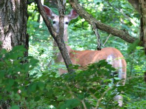IMG_1720.JPG