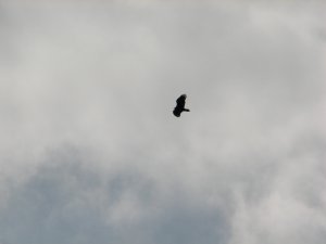 IMG_8685.JPG