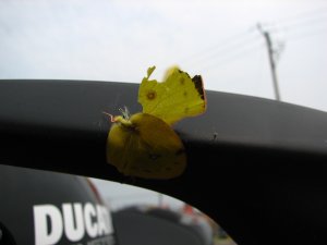IMG_8725.JPG