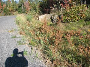 IMG_5309.JPG