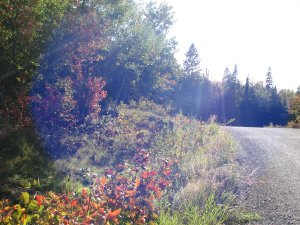 IMG_5315.JPG