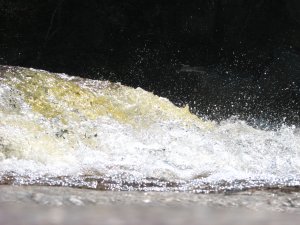 IMG_0612.JPG