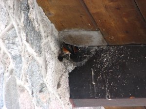 IMG_0666.JPG
