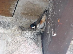 IMG_0667.JPG