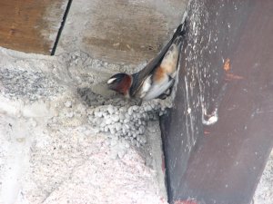 IMG_0668.JPG