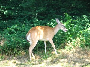IMG_1706.JPG