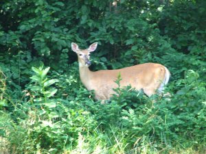 IMG_1707.JPG