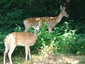 IMG_1711.JPG