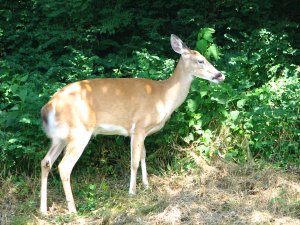 IMG_1712.JPG