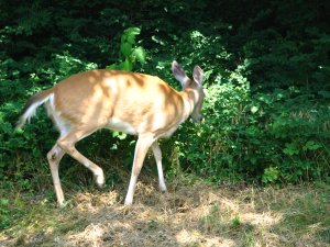 IMG_1713.JPG