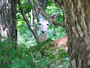 IMG_1717.JPG