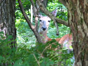 IMG_1718.JPG