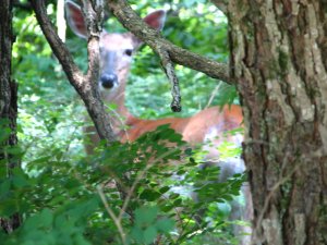 IMG_1719.JPG