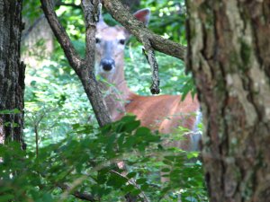 IMG_1721.JPG
