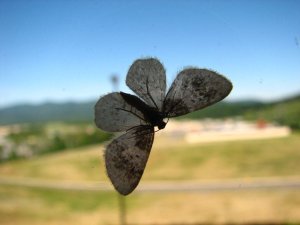 img_8408.jpg