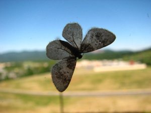 img_8409.jpg