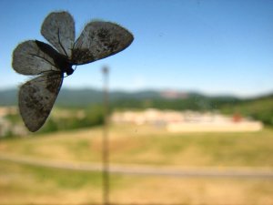img_8410.jpg