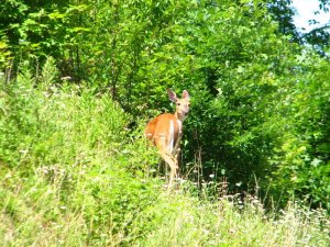 img_8561.jpg