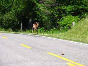 img_8568.jpg
