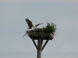 IMG_8598.JPG