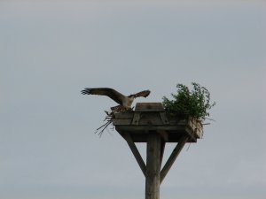 IMG_8599.JPG