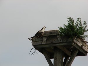 IMG_8600.JPG