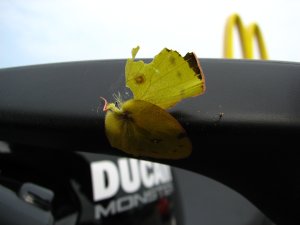 IMG_8724.JPG