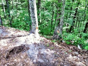 IMG_4987.jpg