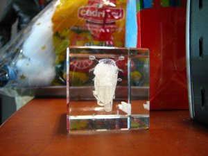 IMG_7443.JPG